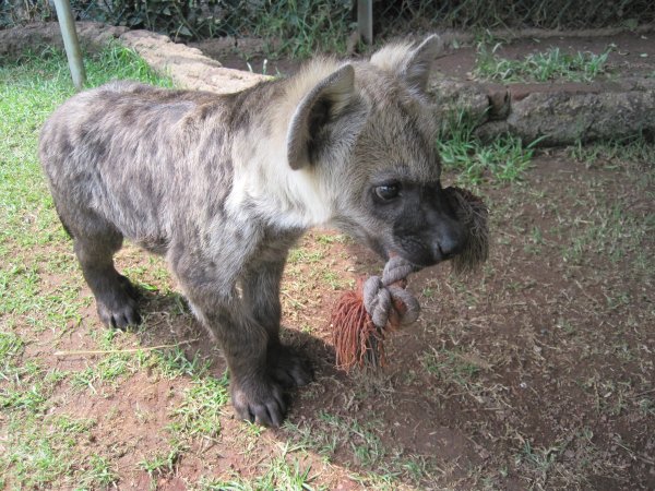 La hyène enjouée par Gabrielle Tremblay