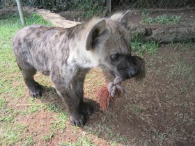 La hyène enjouée